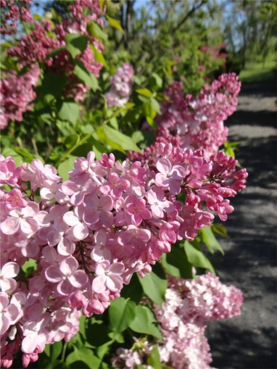 This early flowering lilac has one of the largest clusters of flowers. With its abundant pink red flowers and it's exceptional hardiness