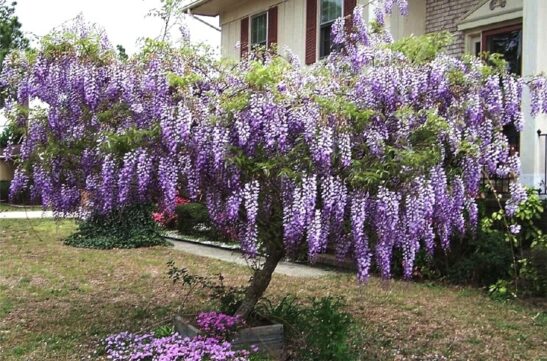 wisteria-blue-moon-reblooming-wisteria this plant is perfect for anyone looking to cover a fence