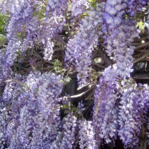 Reblooming Wisteria Blue Moon has a gorgeous sky blue grape of flowers that looks amazing hanging down from any wall or arch. Incredibly hardy and fast growing