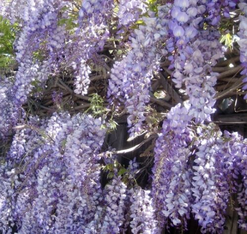 wisteria-macrostachya-blue-moon-flower Reblooming Wisteria Blue Moon has a gorgeous sky blue grape of flowers that looks amazing hanging down from any wall or arch. Incredibly hardy and fast growing