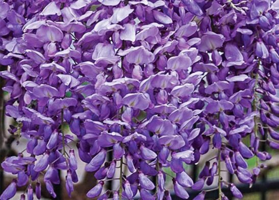 wisteria-macrostachya-blue-moon-hardy arch