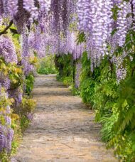 A stunning climbing vine