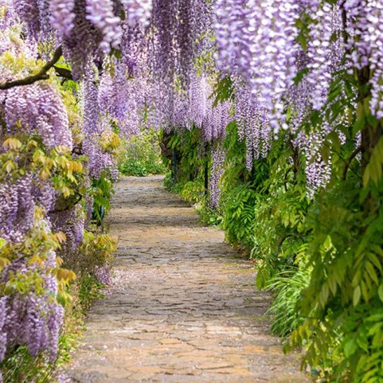 A stunning climbing vine