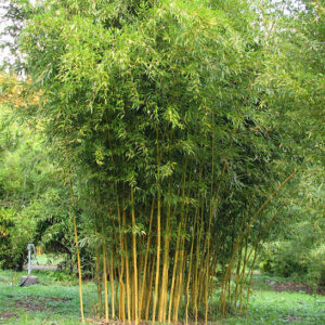 phyllostachys-aureosulcata-spectabilis-grove