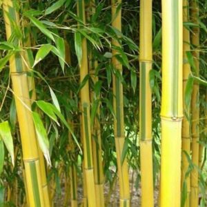 Phyllostachys aureosulcata spectabilis yellow and green striped culms.
