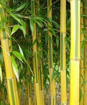 Phyllostachys aureosulcata spectabilis yellow and green striped culms.