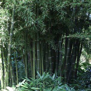 Phyllostachys parvifolia bamboo