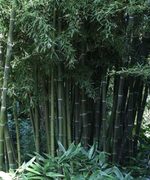 Phyllostachys parvifolia bamboo