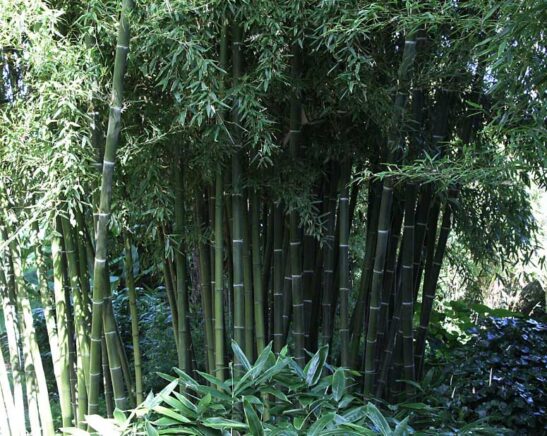 Phyllostachys parvifolia bamboo