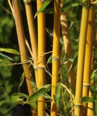 Phyllostachys aureosulcata ‘Aureocaulis'
