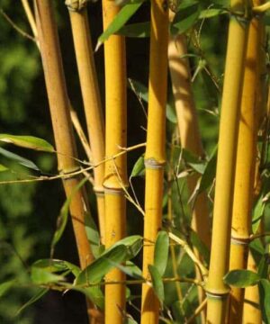Phyllostachys aureosulcata ‘Aureocaulis'