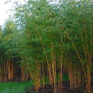 yellow-groove-phyllostachys-aureosulcata-aureocaulis-plants