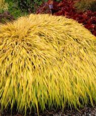 Hakonochloa-Japanese-Forest-Grass-All-Gold