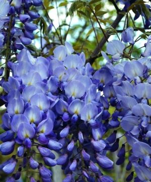 Amethyst-Falls-Wisteria-flower