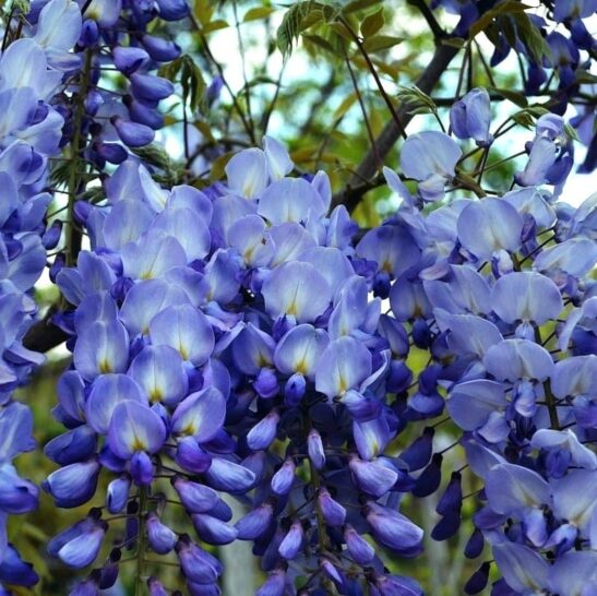Amethyst-Falls-Wisteria-flower