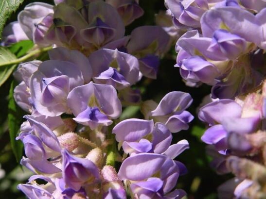Aunt Dee Wisteria flowers pea-like flowers of Aunt Dee Wisteria