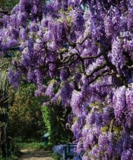 Gorgeous cascading flowers of Wisteria Aunt Dee