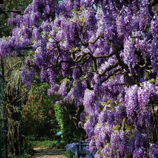 Gorgeous cascading flowers of Wisteria Aunt Dee