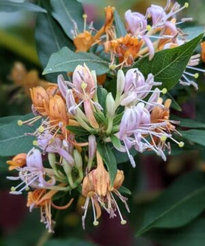 Peach and lavender flowers of the Candy Swirl Honeysuckle.