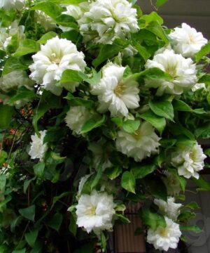 Duchess of Edinburgh Clematis