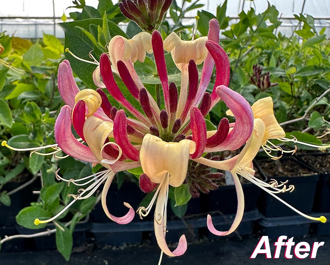 philodendron sodiroi aff Philodendron sodiroi – Conservatory Archives main image 1