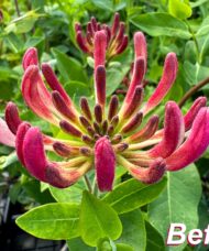 Lonicer 'Belgica Select' flower