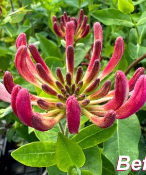 Lonicer 'Belgica Select' flower