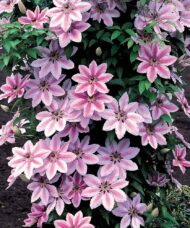 Nelly Moser Clematis vine