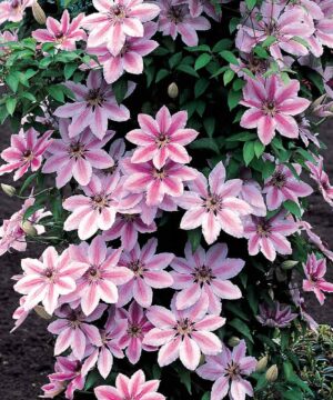 Nelly Moser Clematis vine