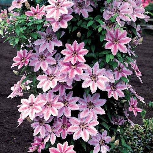 Nelly Moser Clematis vine