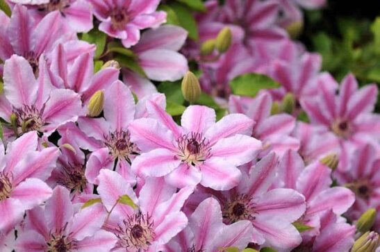 Clematis 'Nelly Moser' - BambooPlants.ca