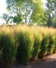 Northwind switch grass hedge