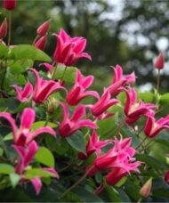 Tulip shaped Celmatis Princess Diana