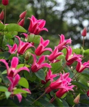 Tulip shaped Celmatis Princess Diana