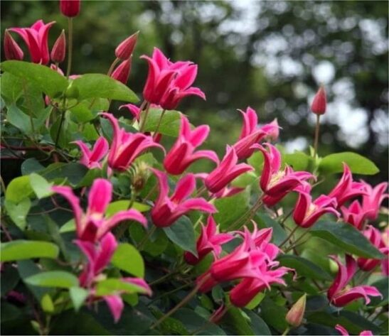 Tulip shaped Celmatis Princess Diana