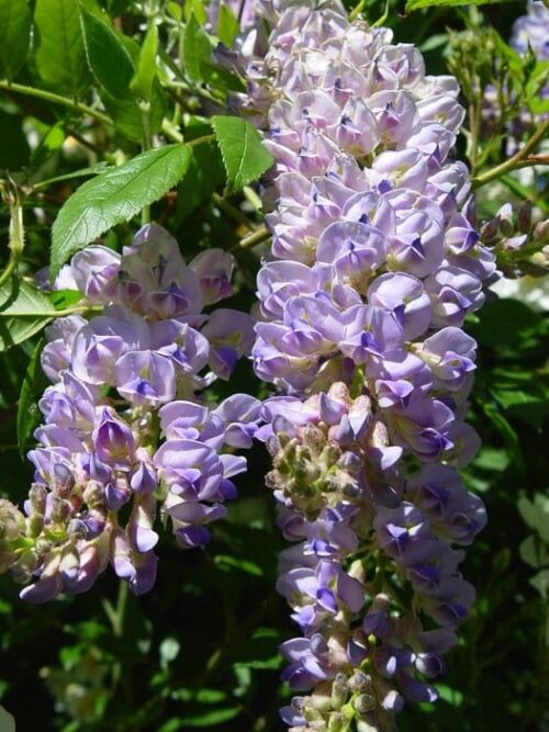 Wisteria-macrostachya-Aunt-Dee Aunt Dee Wisteria blooms