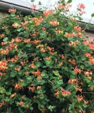 Coral Star Honeysuckle plant