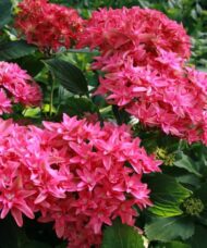 Hydrangea macrophylla x paniculata 'Princess Diana' WOWTime® ('H21-3')