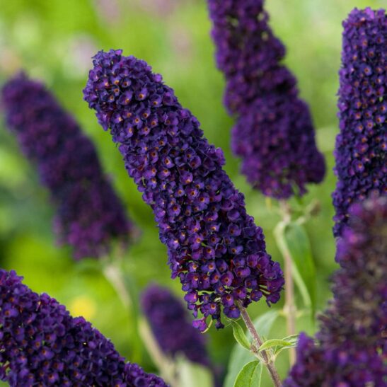 Buddleja-davidii-Black-Knight Buddleja-davidii-Black-Knight
