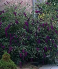 Buddleja davidii 'Black Knight'