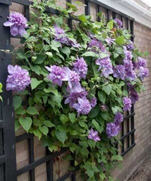 Opulent Clematis Vyvyan Pennell