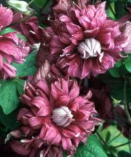Clematis viticella 'Purpurea Plena Elegans'