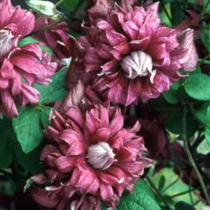 Clematis viticella Purpurea Plena Elegans 300x300 - Order Plants Now