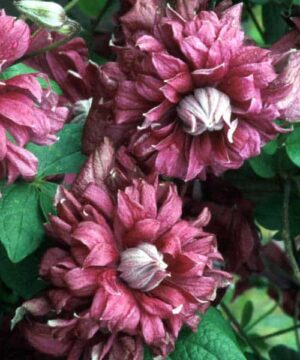 Clematis viticella 'Purpurea Plena Elegans'