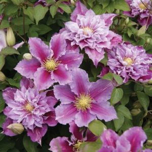 Clematis Piilu double and single flowers