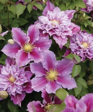 Clematis Piilu double and single flowers