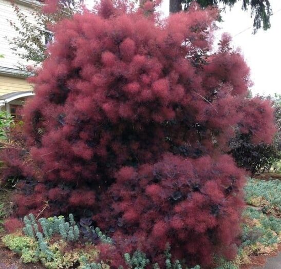 Cotinus-Royal-Purple Cotinus 'Royal Purple' , a deciduous shrub with burgundy foliage. The frothy mid-summer blooms earn its common name, smoke bush.