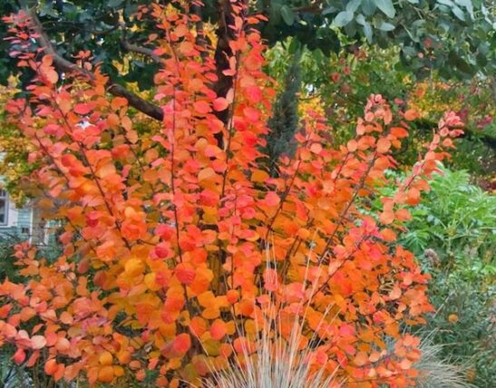 Cotinus 'Royal Purple' | Fall Color Cotinus 'Royal Purple' | Fall Color