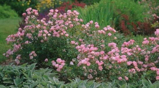 Fairy Rose bush The Fairy Rose hedge