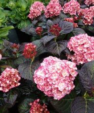 Hydrangea macrophylla 'H20-02' Miss Saori™